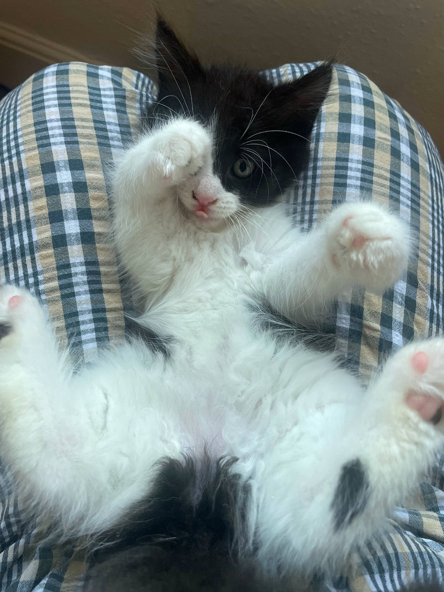 Mabel is registered to the contest to win money with this photo: carnivore, cat, claw, comfort, domestic_short_haired_cat, felidae, fur, lap, nap, pattern, paw, plaid, sleep, small_to_medium_sized_cats, snout, tail, tartan, whiskers