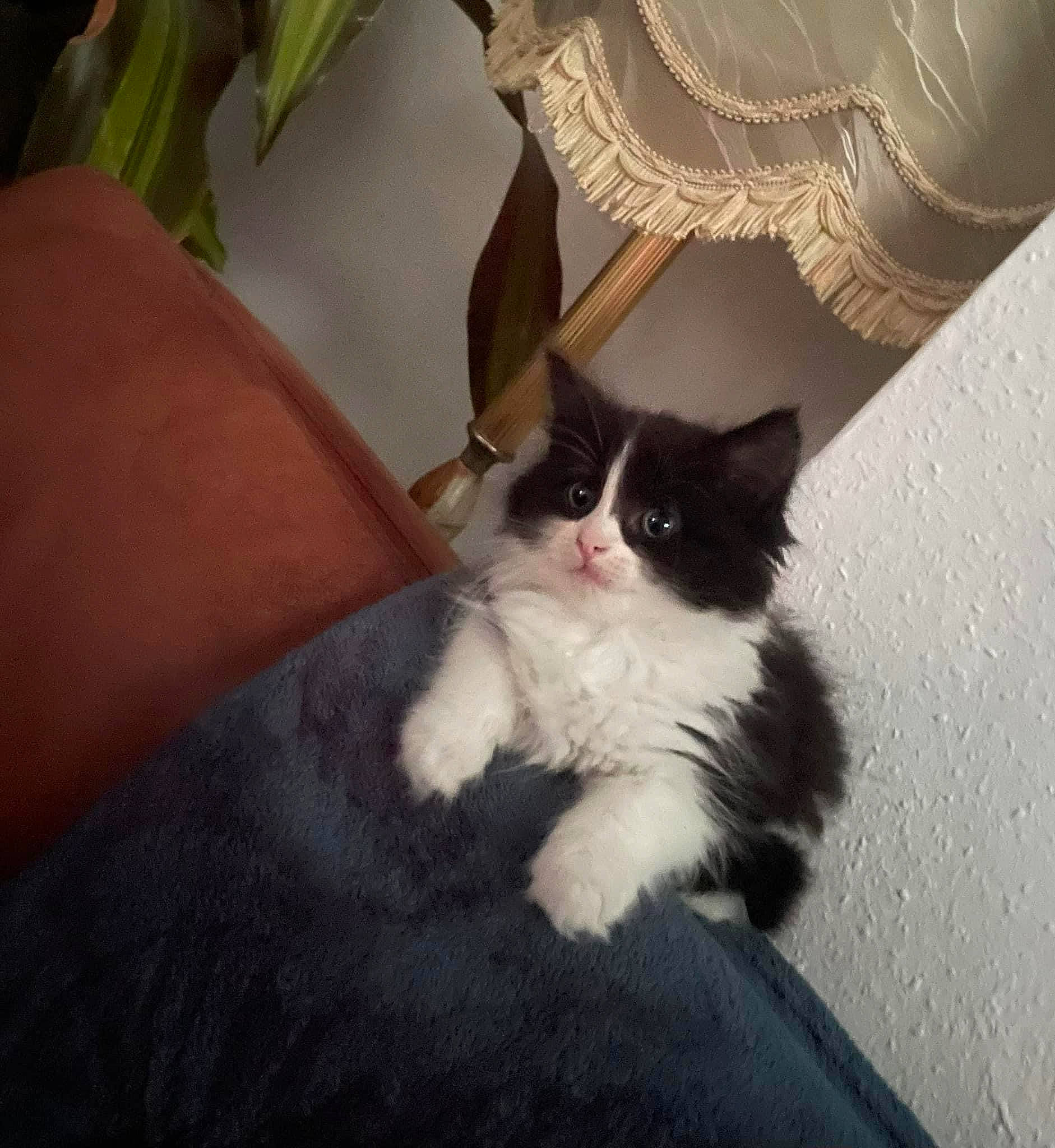 Mabel joined the competition — help win amazing prizes! carnivore, cat, comfort, domestic_short_haired_cat, fashion_accessory, felidae, foot, formal_wear, fur, human_leg, jewellery, lap, paw, plant, sitting, small_to_medium_sized_cats, tail, whiskers