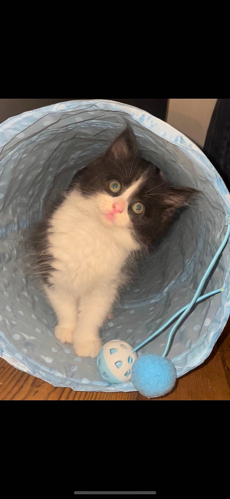 Mabel is registered to the contest to win money with this photo: box, carnivore, cat, cat_supply, comfort, felidae, fur, small_to_medium_sized_cats, whiskers