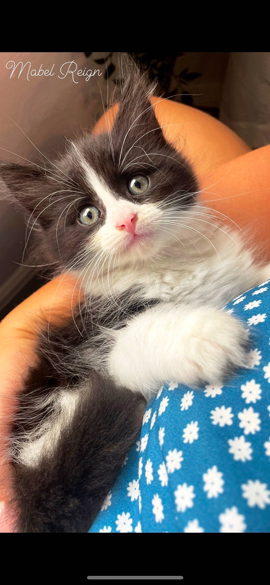 Mabel is registered to the contest to win money with this photo: carnivore, cat, claw, comfort, domestic_short_haired_cat, eye, felidae, foot, fur, gesture, nail, pattern, paw, plaid, sitting, small_to_medium_sized_cats, snout, tail, whiskers