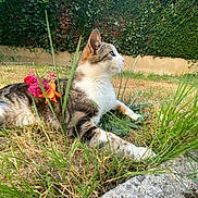 Pilou participe au concours pour gagner de l'argent avec cette photo : cat, tabby, grass, flowers, outdoor, garden, animal, pet, nature, greenery, feline, relaxed, side_view, curious, summer, leaf, plant, muzzle, whiskers, paw
