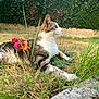 cat, tabby, grass, flowers, outdoor, garden, animal, pet, nature, greenery, feline, relaxed, side_view, curious, summer, leaf, plant, muzzle, whiskers, paw