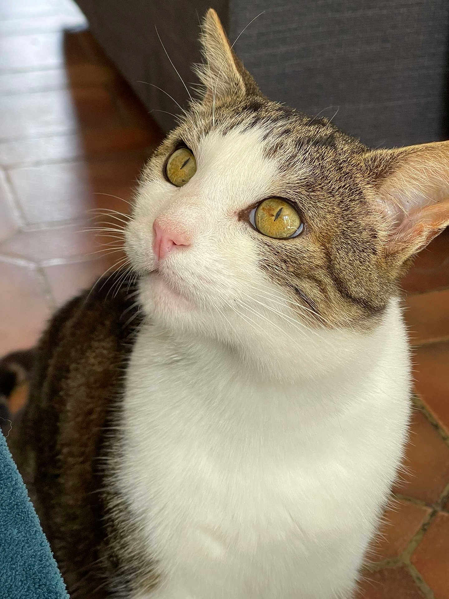 Pilou participe au concours pour gagner de l'argent avec cette photo : cat, close_up, tabby, white_fur, golden_eyes, pink_nose, whiskers, indoor, floor_tiles, pet, animal, curious, feline, portrait, looking_up, soft_light, fur_texture, ears, domestic_cat, house_pet