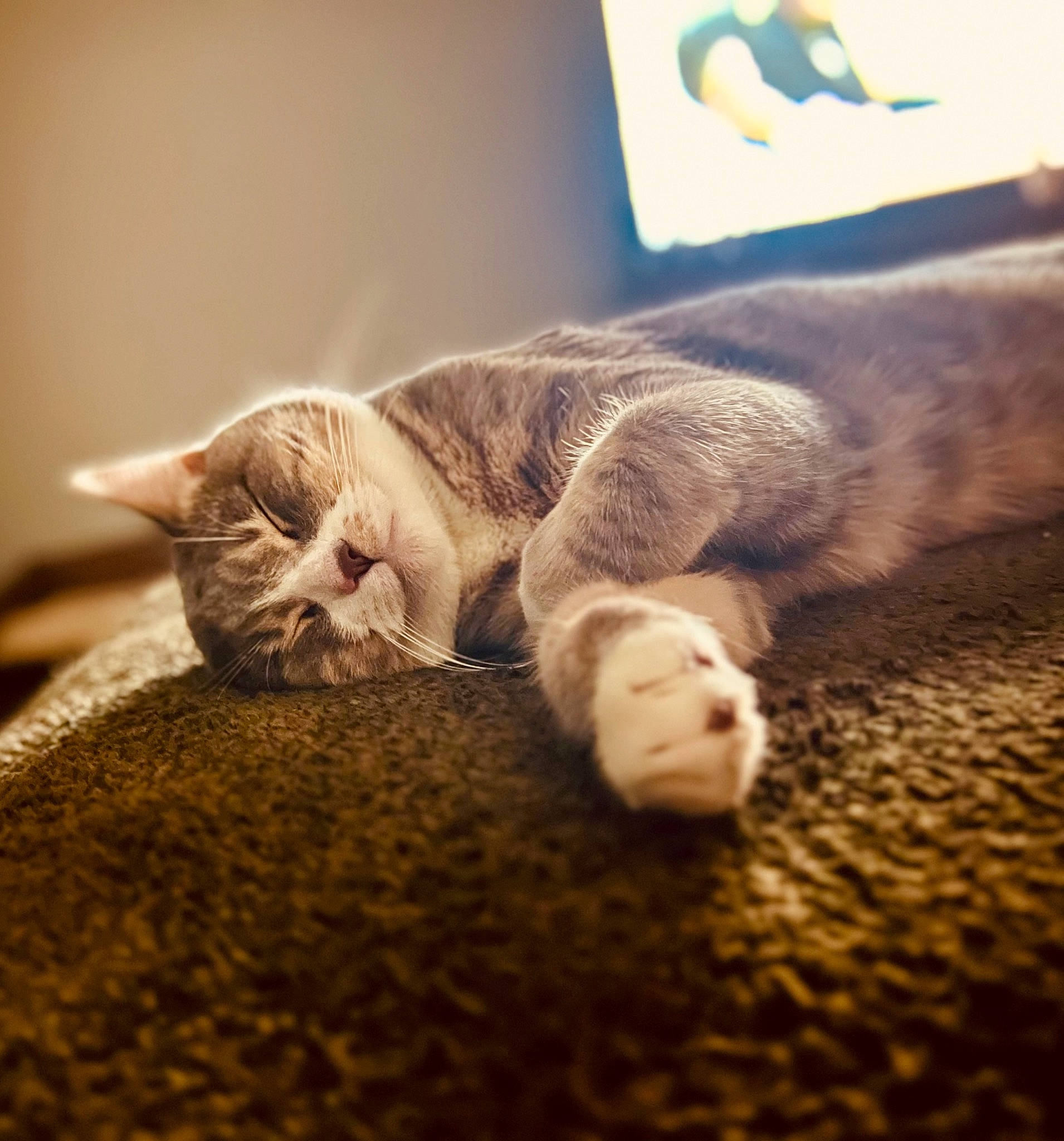 Sampson is registered to the contest to win money with this photo: carnivore, cat, claw, cloud, comfort, domestic_short_haired_cat, fawn, felidae, flooring, fur, grey, mammal, nap, paw, sky, small_to_medium_sized_cats, snout, tail, whiskers, wood