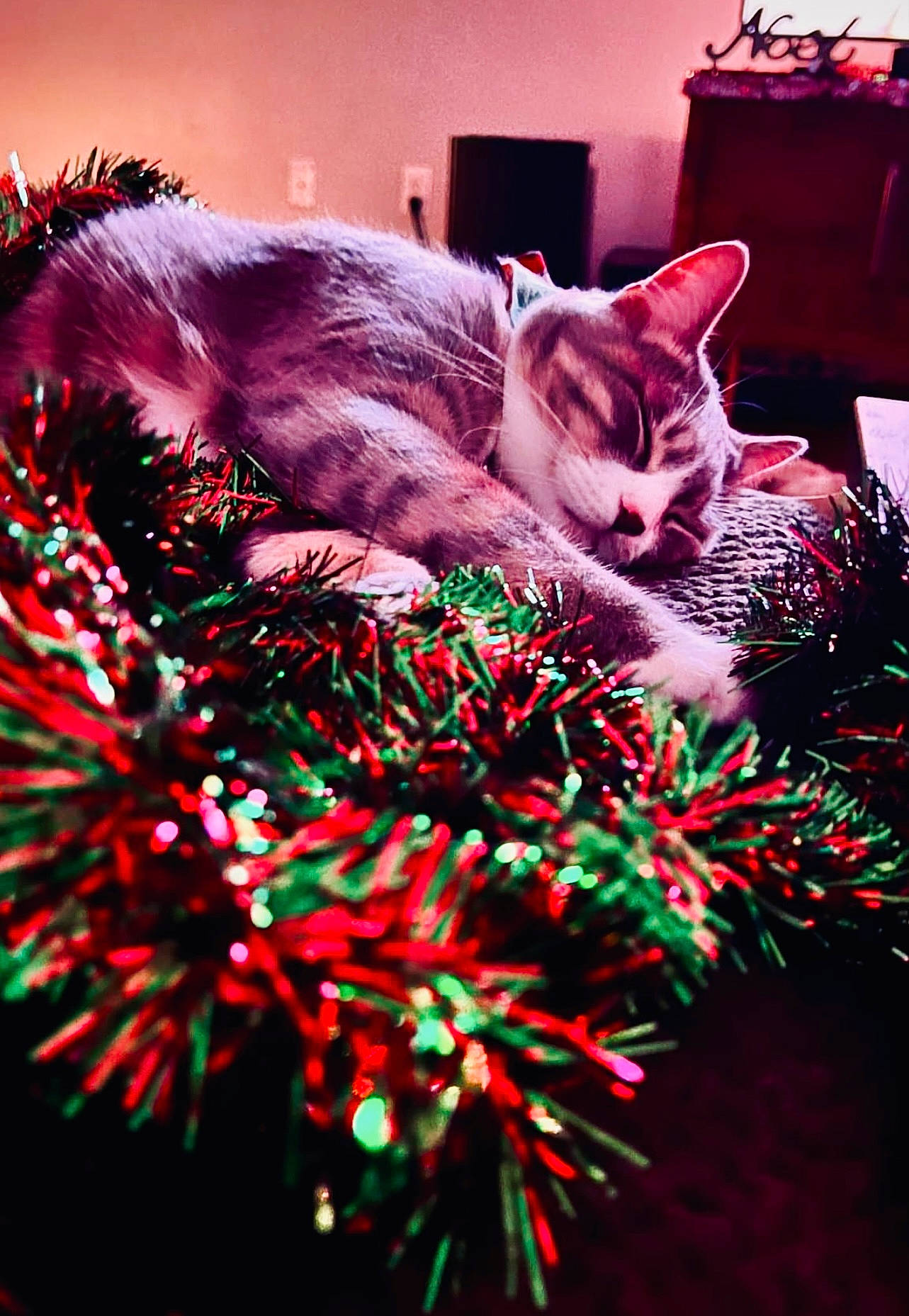 Sampson is registered to the contest to win money with this photo: carnivore, cat, christmas_decoration, christmas_ornament, comfort, couch, domestic_short_haired_cat, event, felidae, fur, holiday, linens, magenta, pattern, pink, purple, small_to_medium_sized_cats, tail, whiskers, window