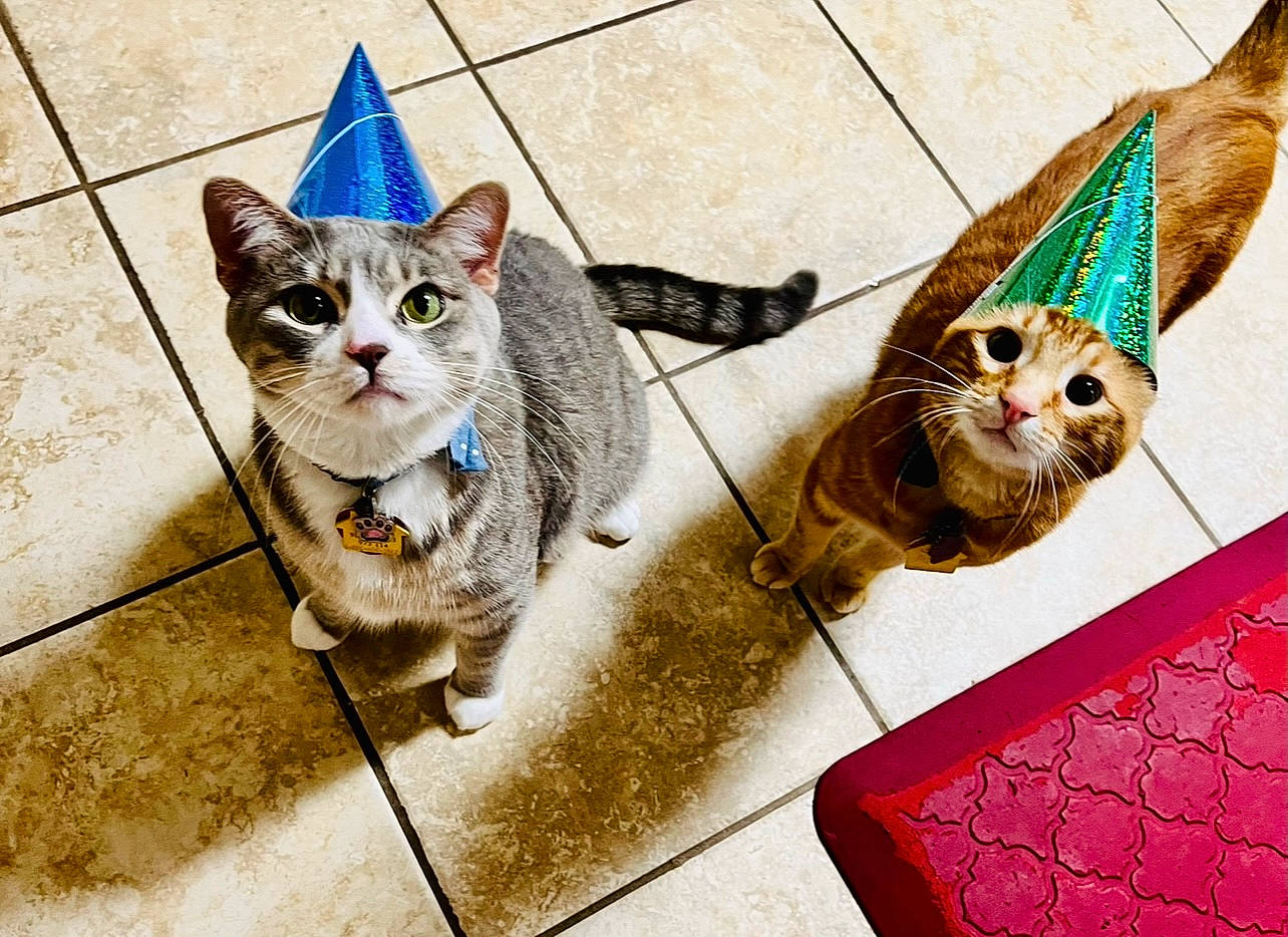 Sampson is registered to the contest to win money with this photo: art, carnivore, cat, domestic_short_haired_cat, fawn, felidae, flooring, fur, pattern, paw, photo_caption, small_to_medium_sized_cats, snout, tail, whiskers