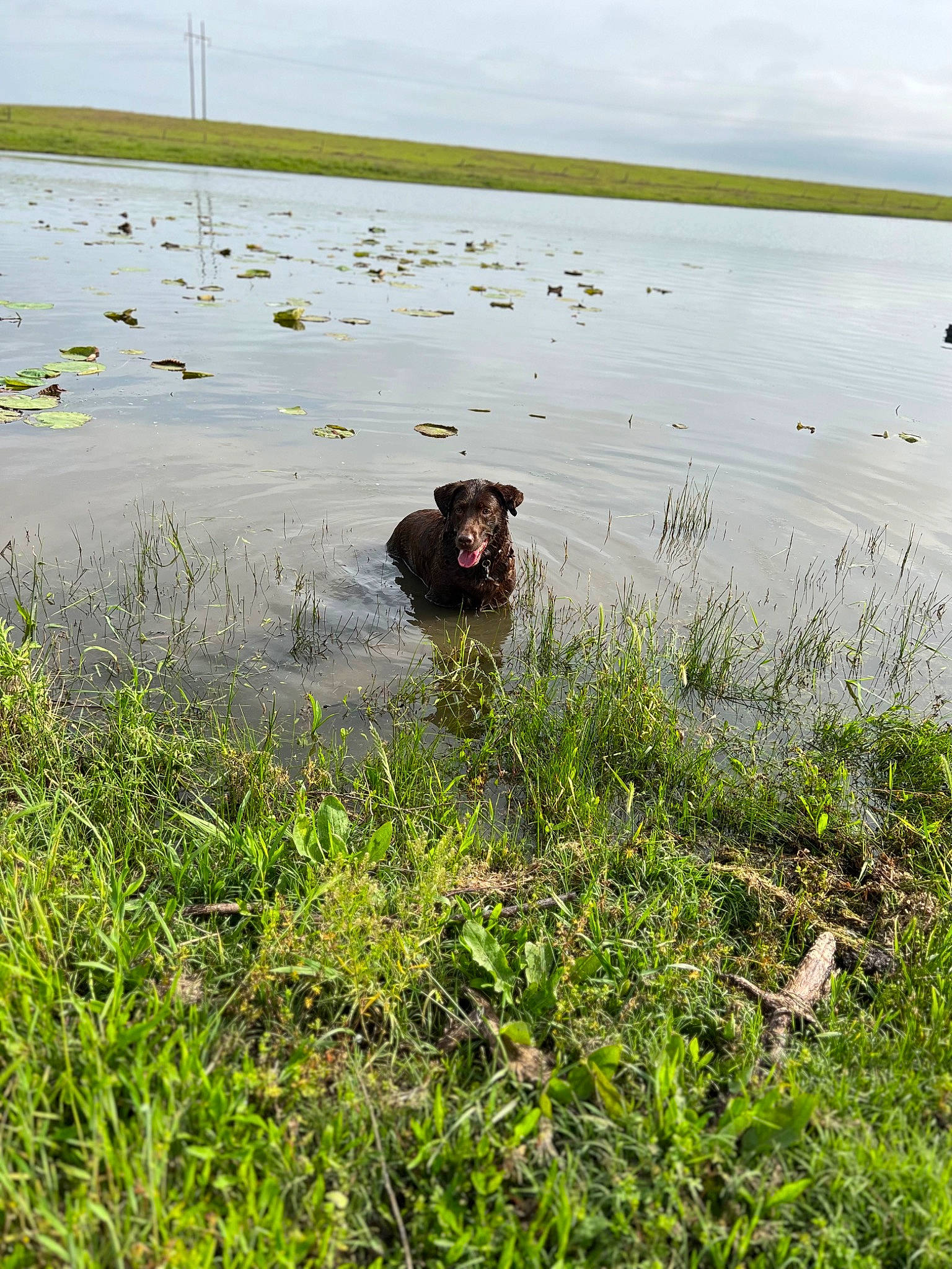 Sara is registered to the contest to win money with this photo: body_of_water, carnivore, cloud, dog, dog_breed, field, freshwater_marsh, grass, grassland, lake, natural_landscape, people_in_nature, plant, prairie, sky, sporting_group, tidal_marsh, water, wetland, working_animal