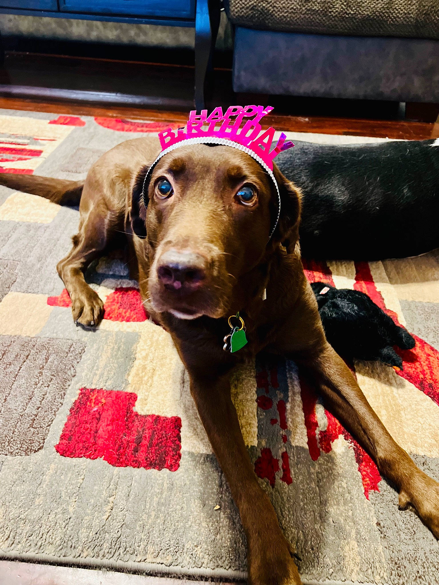 Sara is registered to the contest to win money with this photo: canidae, carnivore, collar, companion_dog, dog, dog_breed, dog_collar, dog_supply, fashion_accessory, fawn, flooring, gun_dog, hunting_dog, leash, liver, non_sporting_group, pet_supply, snout, sporting_group, working_animal