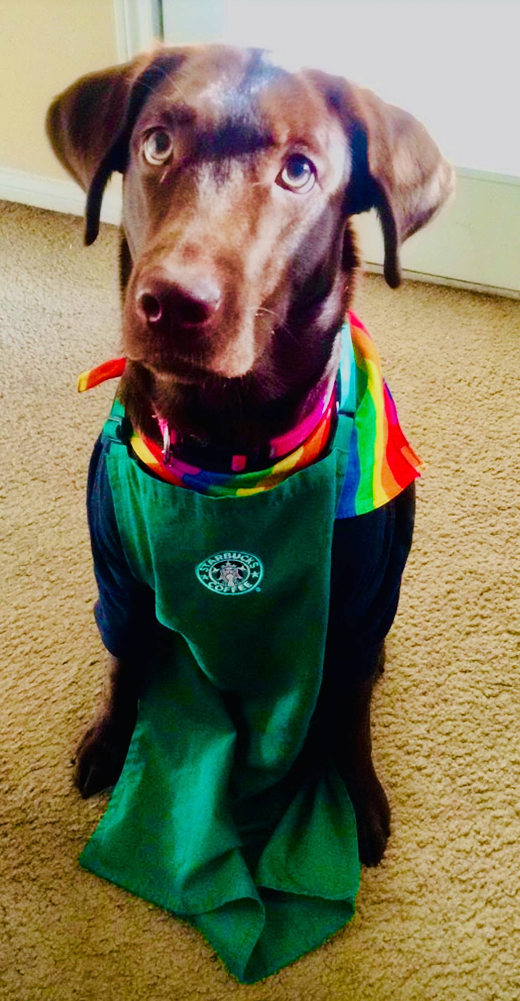 Sara joined the competition — help win amazing prizes! carnivore, collar, companion_dog, dog, dog_breed, dog_clothes, dog_collar, dog_supply, fashion_accessory, fawn, hat, leash, liver, metal, personal_protective_equipment, pet_supply, snout, sporting_group, whiskers, working_animal