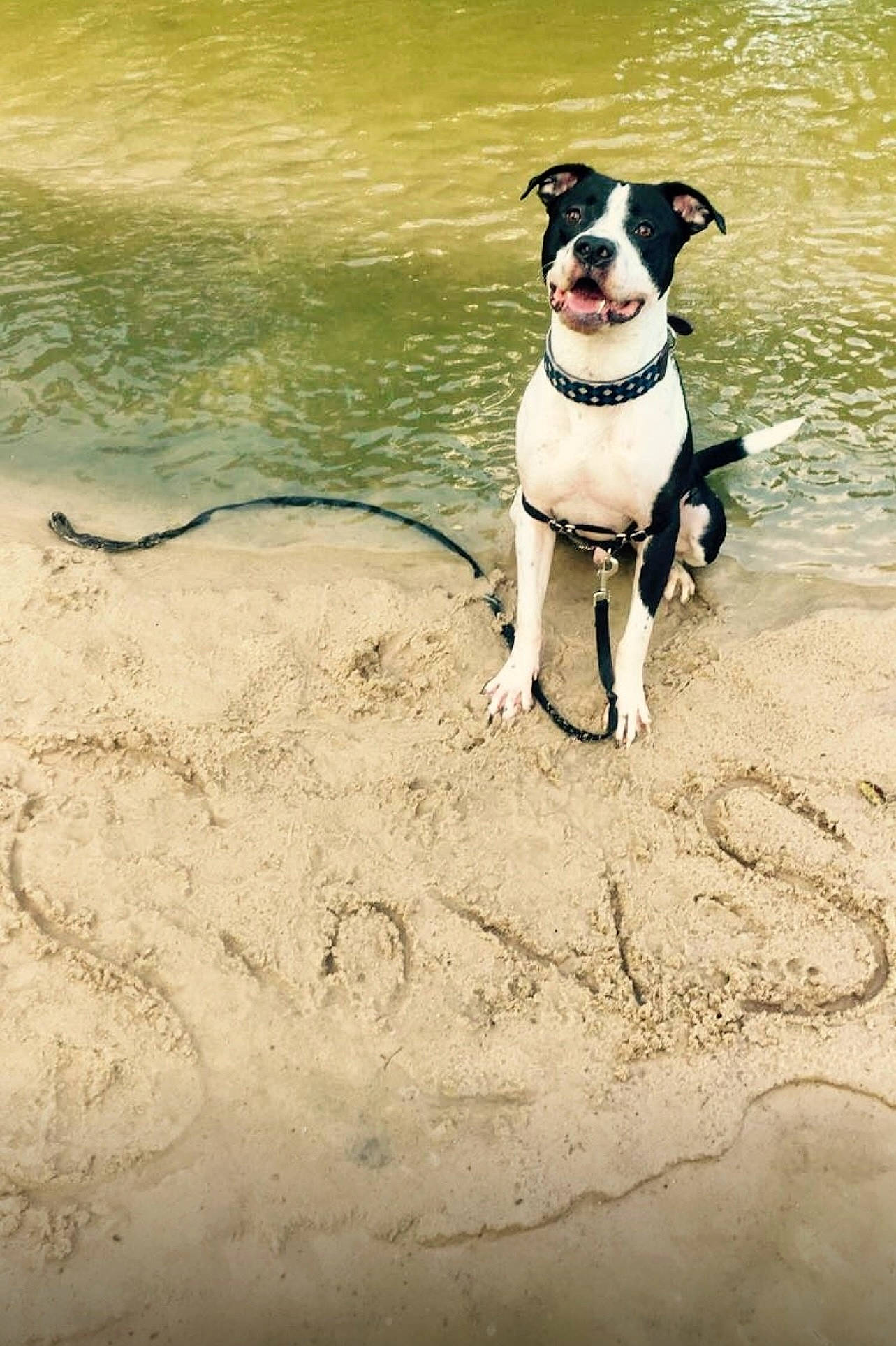 Seven is registered to the contest to win money with this photo: beach, canidae, carnivore, collar, companion_dog, dog, dog_breed, dog_collar, dog_supply, fawn, leash, ocean, pet_supply, shadow, snout, sporting_group, tail, terrier, water, working_animal