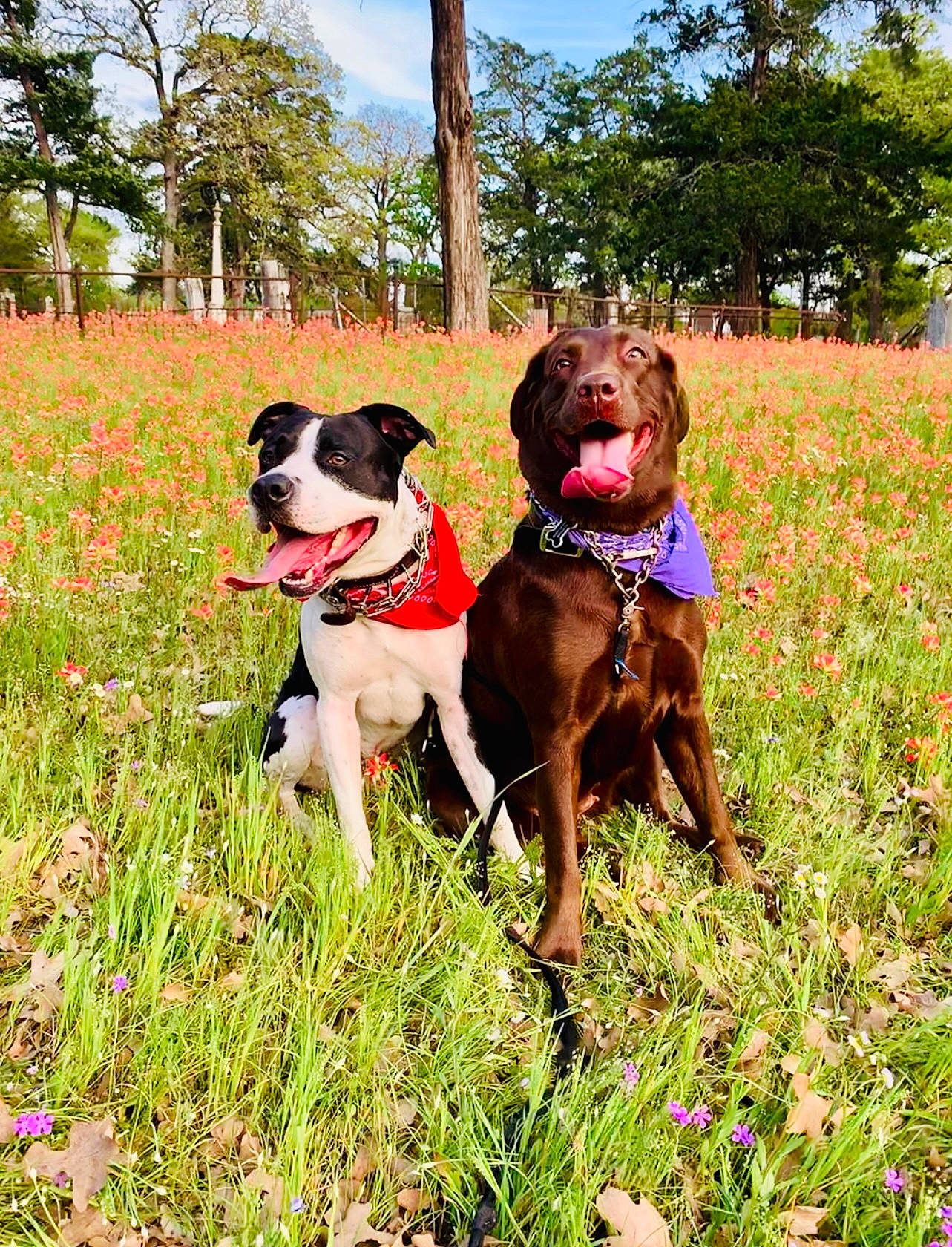 Seven joined the competition — help win amazing prizes! canidae, carnivore, collar, companion_dog, dog, dog_breed, dog_collar, dog_supply, fawn, flower, grass, leash, liver, people_in_nature, pet_supply, plant, sky, sporting_group, tree, working_animal