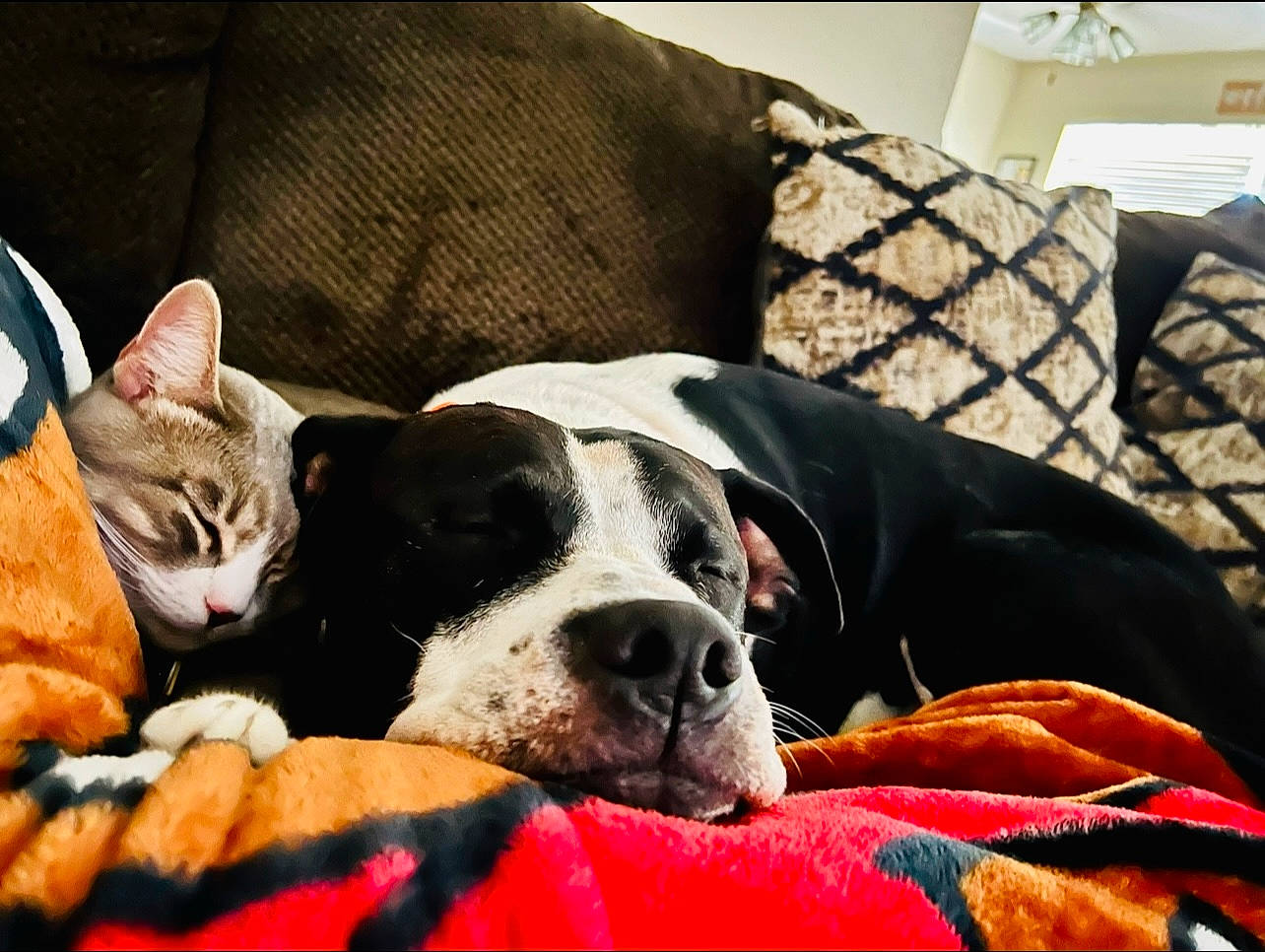 Seven joined the competition — help win amazing prizes! canidae, carnivore, cat, comfort, companion_dog, couch, dog, dog_breed, dog_supply, fawn, fur, guard_dog, linens, living_room, non_sporting_group, pillow, room, sporting_group, working_animal