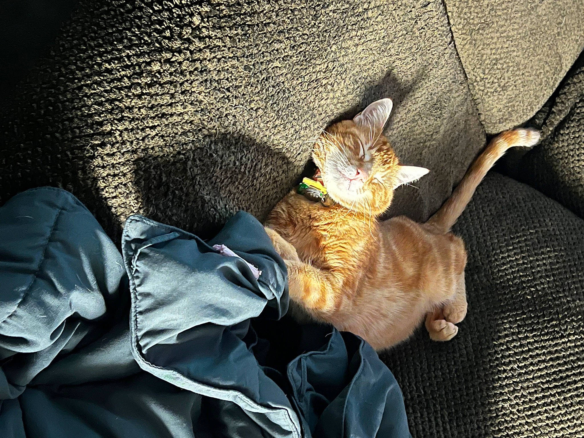 Skittles is registered to the contest to win money with this photo: canidae, carnivore, cat, claw, comfort, devon_rex, dog_breed, domestic_short_haired_cat, fawn, felidae, fur, grass, hat, nap, organism, paw, small_to_medium_sized_cats, tail, terrestrial_animal, whiskers