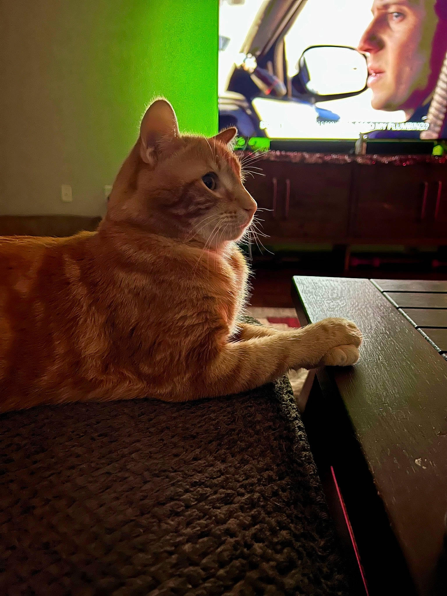 Skittles joined the competition — help win amazing prizes! carnivore, cat, comfort, domestic_short_haired_cat, eyewear, fawn, felidae, flooring, fur, hardwood, human_leg, paw, sitting, small_to_medium_sized_cats, snout, tail, television, whiskers, window, wood