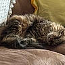 cat, tabby, sleeping, fluffy, couch, pillow, cozy, indoor, pet, animal, feline, resting, fur, relaxation, domestic, cute, soft, home, comfort, nap