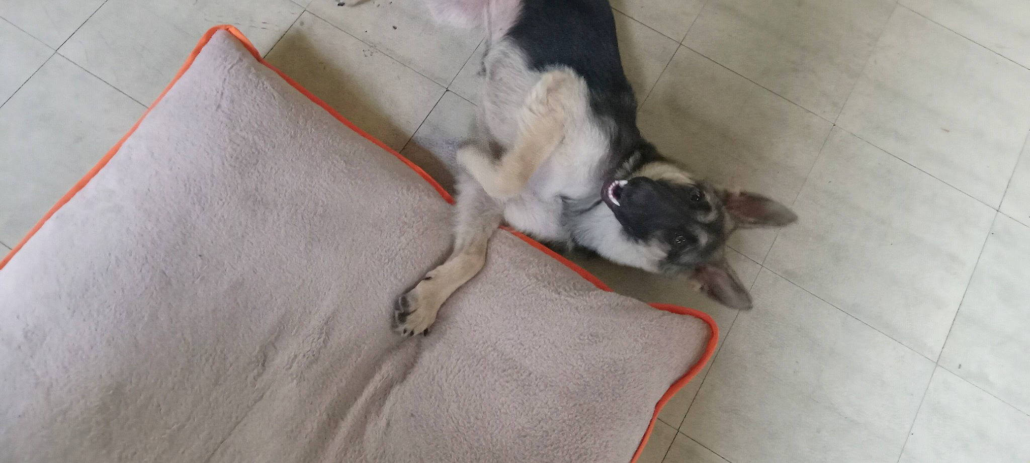 Malibu is registered to the contest to win money with this photo: carnivore, collar, comfort, companion_dog, dog, dog_breed, dog_supply, fawn, felidae, flooring, fur, grey, paw, siberian_husky, small_to_medium_sized_cats, snout, sporting_group, tail, whiskers, working_animal