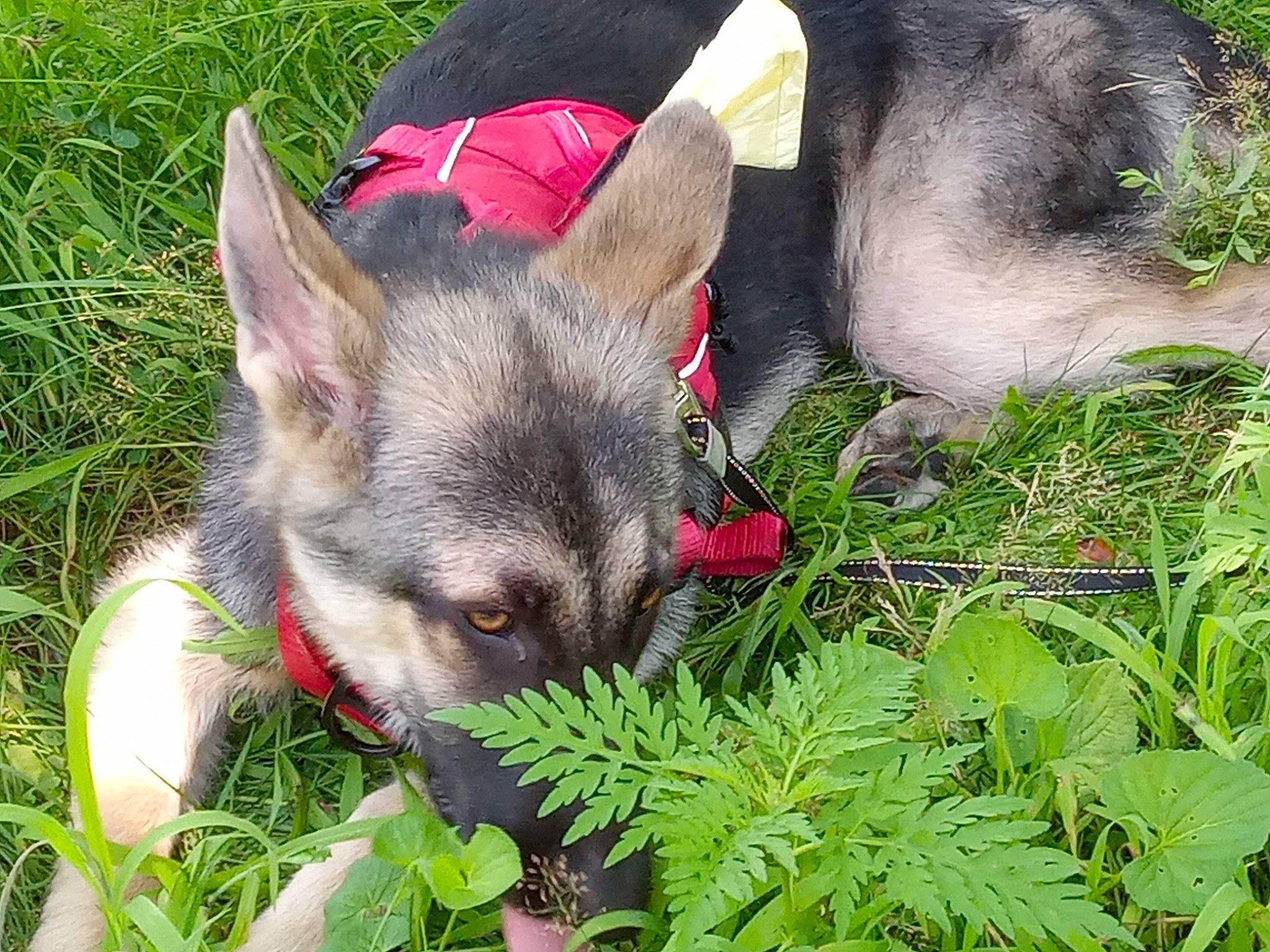 Malibu is registered to the contest to win money with this photo: canidae, carnivore, companion_dog, dog, dog_breed, dog_supply, fawn, grass, groundcover, herbaceous_plant, non_sporting_group, plant, snout, sporting_group, terrestrial_animal, whiskers, working_animal