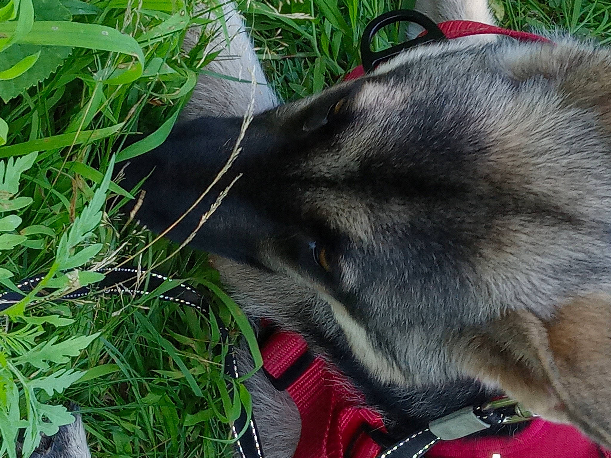 Malibu is registered to the contest to win money with this photo: borador, canidae, carnivore, collar, companion_dog, dog, dog_breed, dog_collar, dog_supply, fur, grass, groundcover, herb, pet_supply, plant, snout, tail, terrestrial_animal, whiskers, working_animal