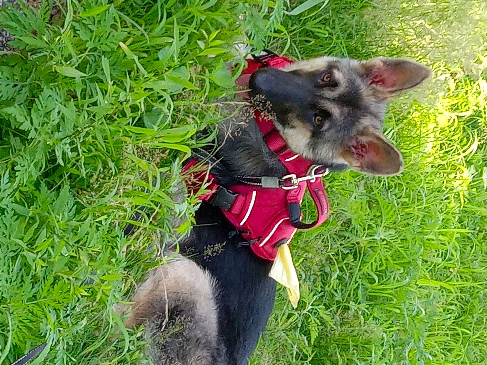 Malibu joined the competition — help win amazing prizes! canidae, carnivore, collar, companion_dog, dog, dog_breed, dog_collar, dog_supply, fawn, grass, groundcover, leash, liver, mexican_hairless_dog, pet_supply, plant, snout, sporting_group, terrestrial_plant, working_animal