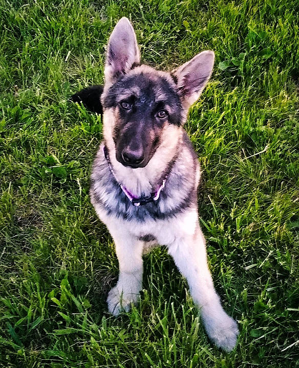 Malibu is registered to the contest to win money with this photo: canidae, carnivore, collar, companion_dog, dog, dog_breed, dog_collar, fawn, fur, german_shepherd_dog, grass, groundcover, herding_dog, leash, plant, snout, sporting_group, whiskers, working_animal, working_dog