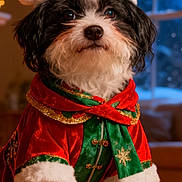 Mimi joined the competition — help win amazing prizes! animal, christmas, costume, cute, decor, dog, festive, fur, green, holiday, holiday_season, indoor, pet, portrait, red, santa_hat, small_dog, snow, warm_lighting, window