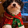 animal, christmas, costume, cute, decor, dog, festive, fur, green, holiday, holiday_season, indoor, pet, portrait, red, santa_hat, small_dog, snow, warm_lighting, window
