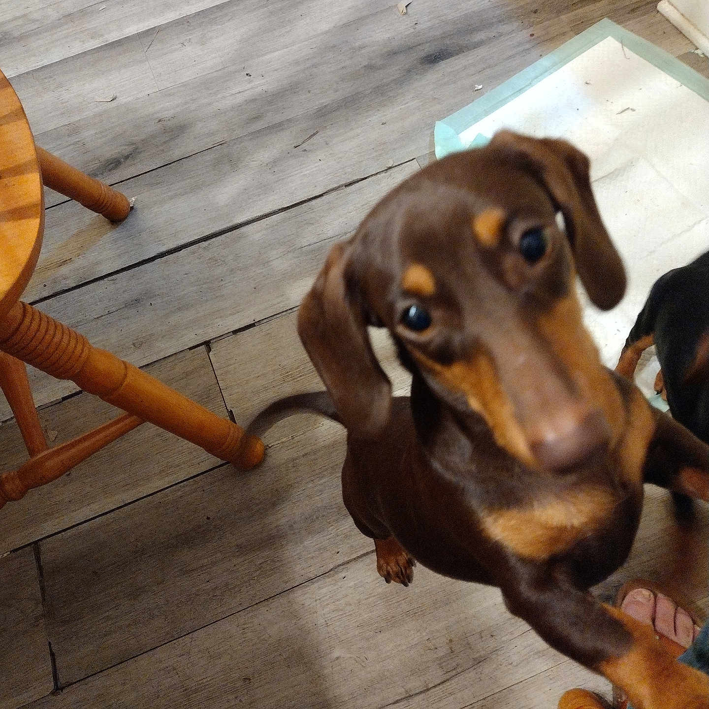 Snickers joined the competition — help win amazing prizes! accessories, animal, barstool, beagle, canine, chair, diningtable, dog, furniture, hardwood, hound, indoors, interiordesign, labradorretriever, pet, plywood, pointer, puppy, table, wood