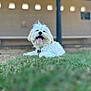 Ozzy joined the competition — help win amazing prizes! dog, white_dog, grass, tongue_out, happy, outdoor, pet, fluffy, bench, fence, daylight, canine, collar, park, nature, animal, playful, smiling, fur, relaxed