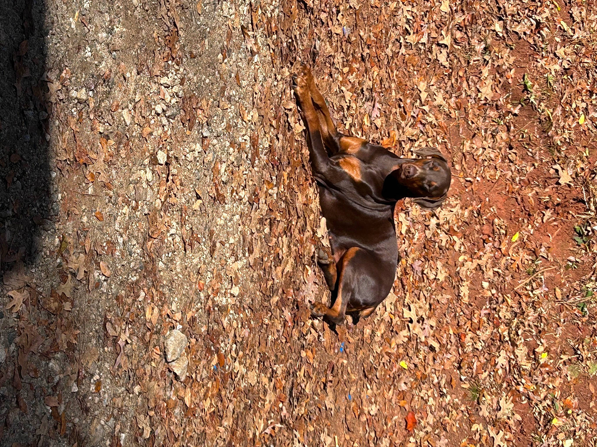 Bella joined the competition — help win amazing prizes! canidae, carnivore, deciduous, dog, dog_breed, fawn, grass, people_in_nature, plant, shadow, snout, soil, sporting_group, tail, terrestrial_animal, tints_and_shades, toy_dog, trunk, wood, working_animal