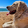 dog, golden_retriever, beach, sand, ocean, tongue_out, sunny, blue_sky, water, animal, pet, fur, relaxing, outdoor, nature, close_up, canine, summer, happy, laying_down