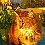 Beauty participe au concours pour gagner de l'argent avec cette photo : cat, fluffy, sunlight, balcony, daffodils, yellow_flowers, green_vase, outdoor, nature, plants, pet, feline, fur, portrait, sunny, spring, tree, background, animal, domestic