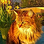 cat, fluffy, sunlight, balcony, daffodils, yellow_flowers, green_vase, outdoor, nature, plants, pet, feline, fur, portrait, sunny, spring, tree, background, animal, domestic