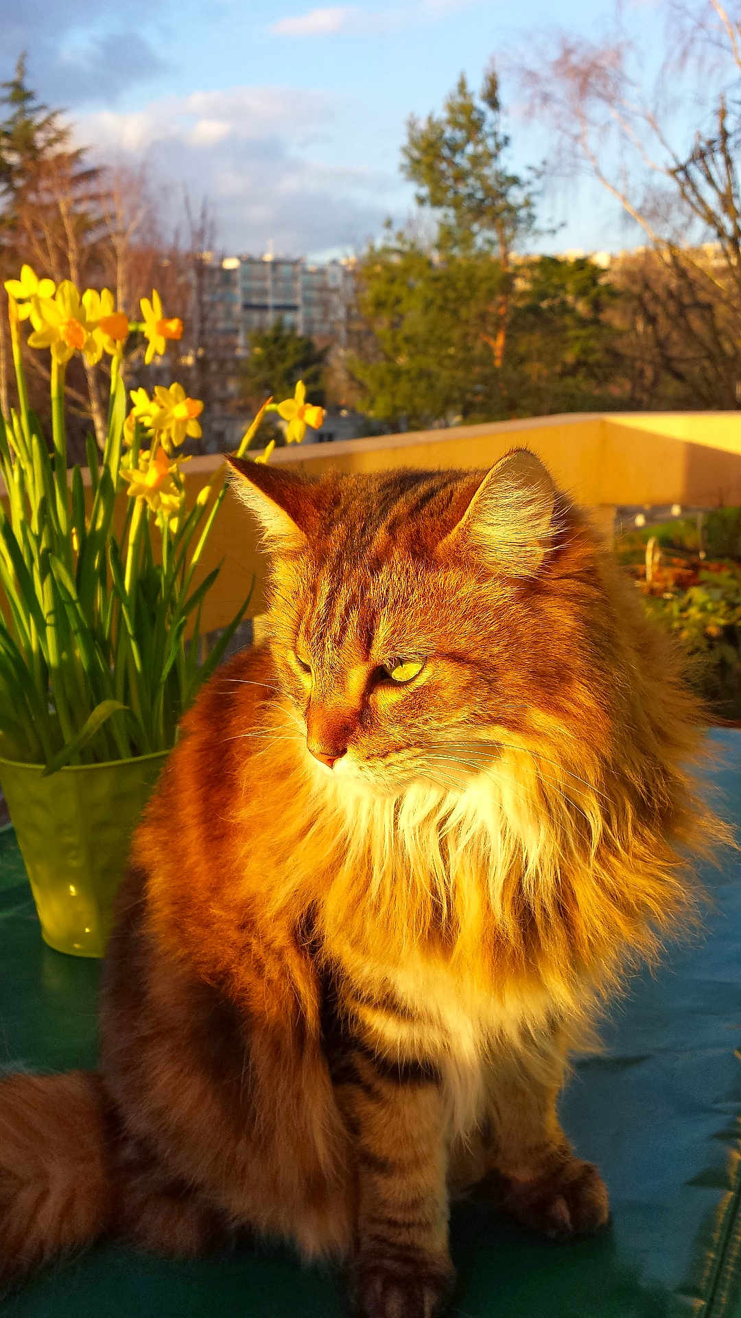 Beauty participe au concours pour gagner de l'argent avec cette photo : cat, fluffy, sunlight, balcony, daffodils, yellow_flowers, green_vase, outdoor, nature, plants, pet, feline, fur, portrait, sunny, spring, tree, background, animal, domestic