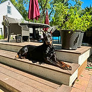 Harmony joined the competition — help win amazing prizes! animal, blue_sky, canine, daytime, doberman, dog, furniture, greenery, house, outdoor, patio, pet, potted_plant, relaxing, shadow, summer, sunlight, tree, umbrella, wooden_steps