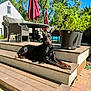 animal, blue_sky, canine, daytime, doberman, dog, furniture, greenery, house, outdoor, patio, pet, potted_plant, relaxing, shadow, summer, sunlight, tree, umbrella, wooden_steps