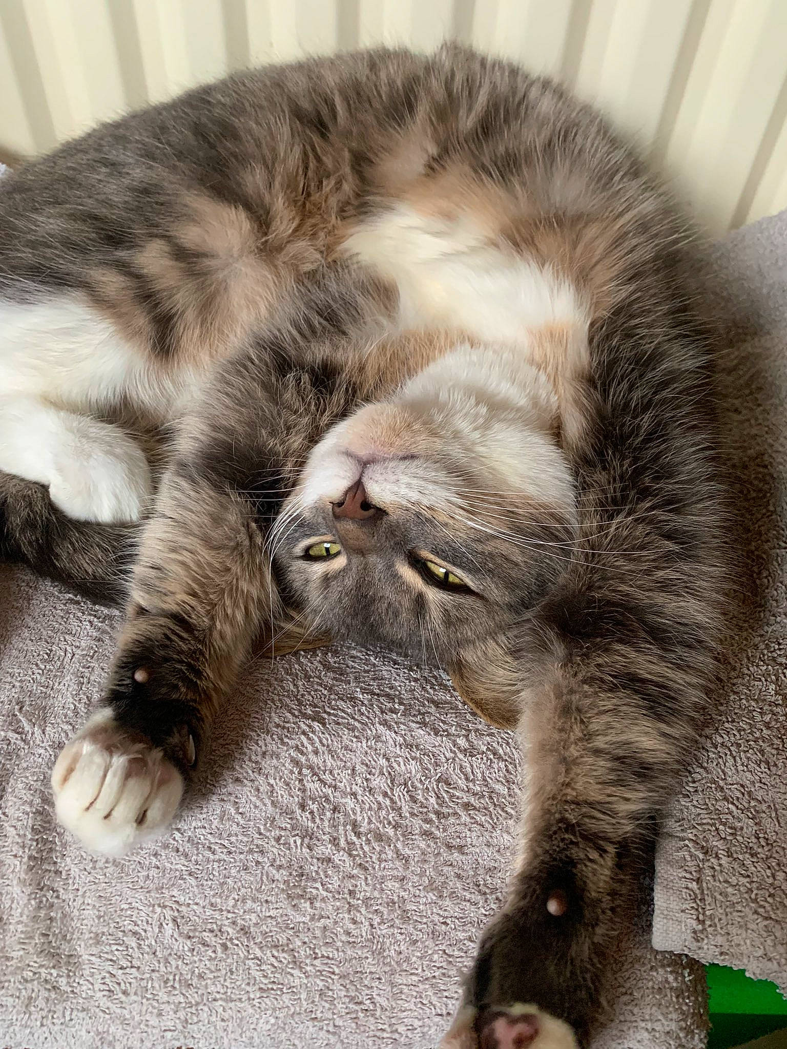 Grace joined the competition — help win amazing prizes! carnivore, cat, claw, close_up, comfort, domestic_short_haired_cat, felidae, fur, grey, nap, paw, sleep, small_to_medium_sized_cats, snout, tail, terrestrial_animal, whiskers