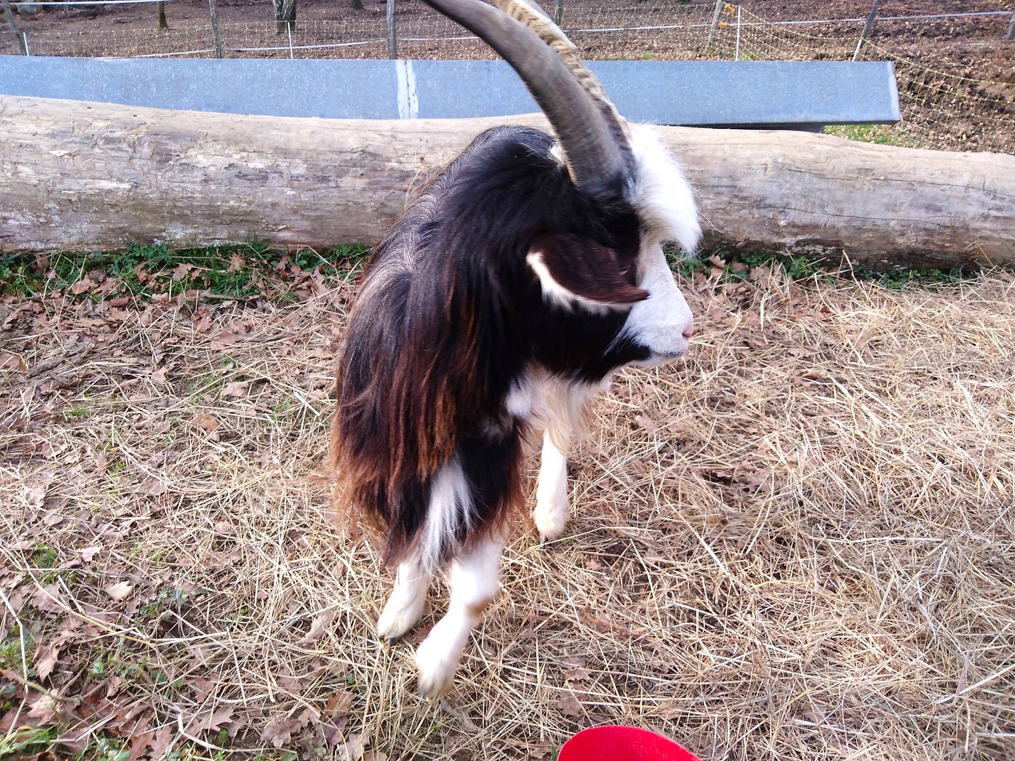 Pichoye a rejoint le concours — aidez-le/la à gagner de superbes lots ! bovine, cow_goat_family, feral_goat, goat, goat_antelope, goats, grass, horn, livestock, tail, terrestrial_animal, wildlife, zoo