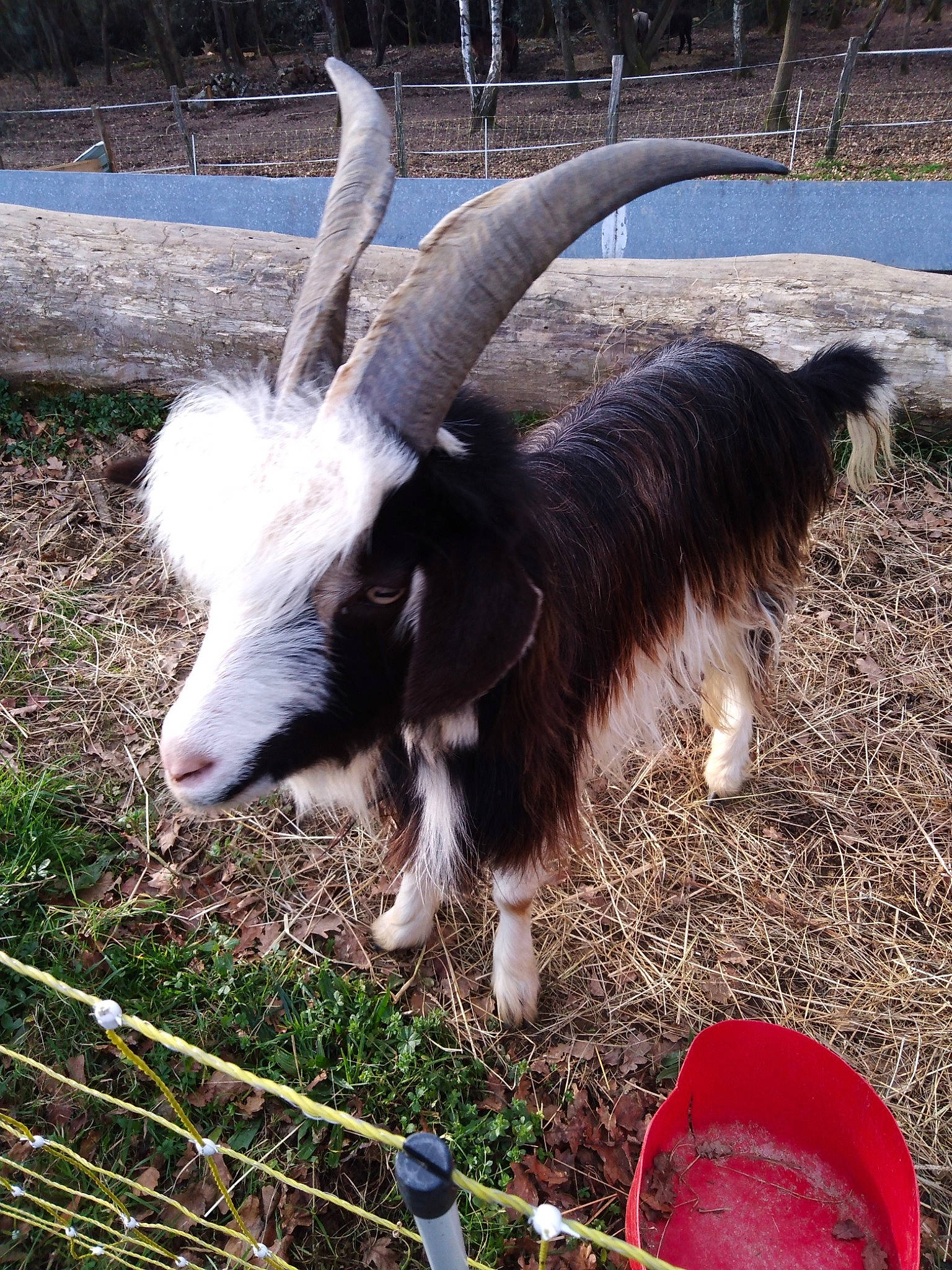 Pichoye participe au concours pour gagner de l'argent avec cette photo : cow_goat_family, feral_goat, fur, goat, goat_antelope, goats, horn, livestock, mammal, plant, snout, vertebrate