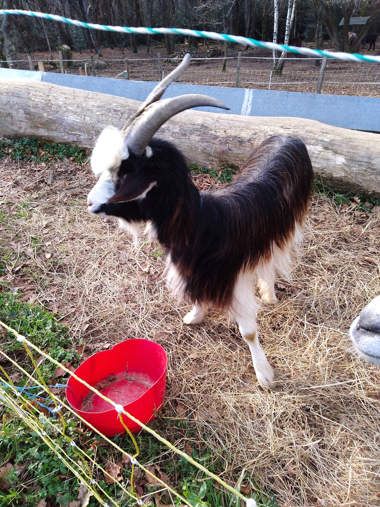 Pichoye participe au concours pour gagner de l'argent avec cette photo : bovine, cow_goat_family, feral_goat, goat, goat_antelope, goats, grass, livestock, mammal, vertebrate