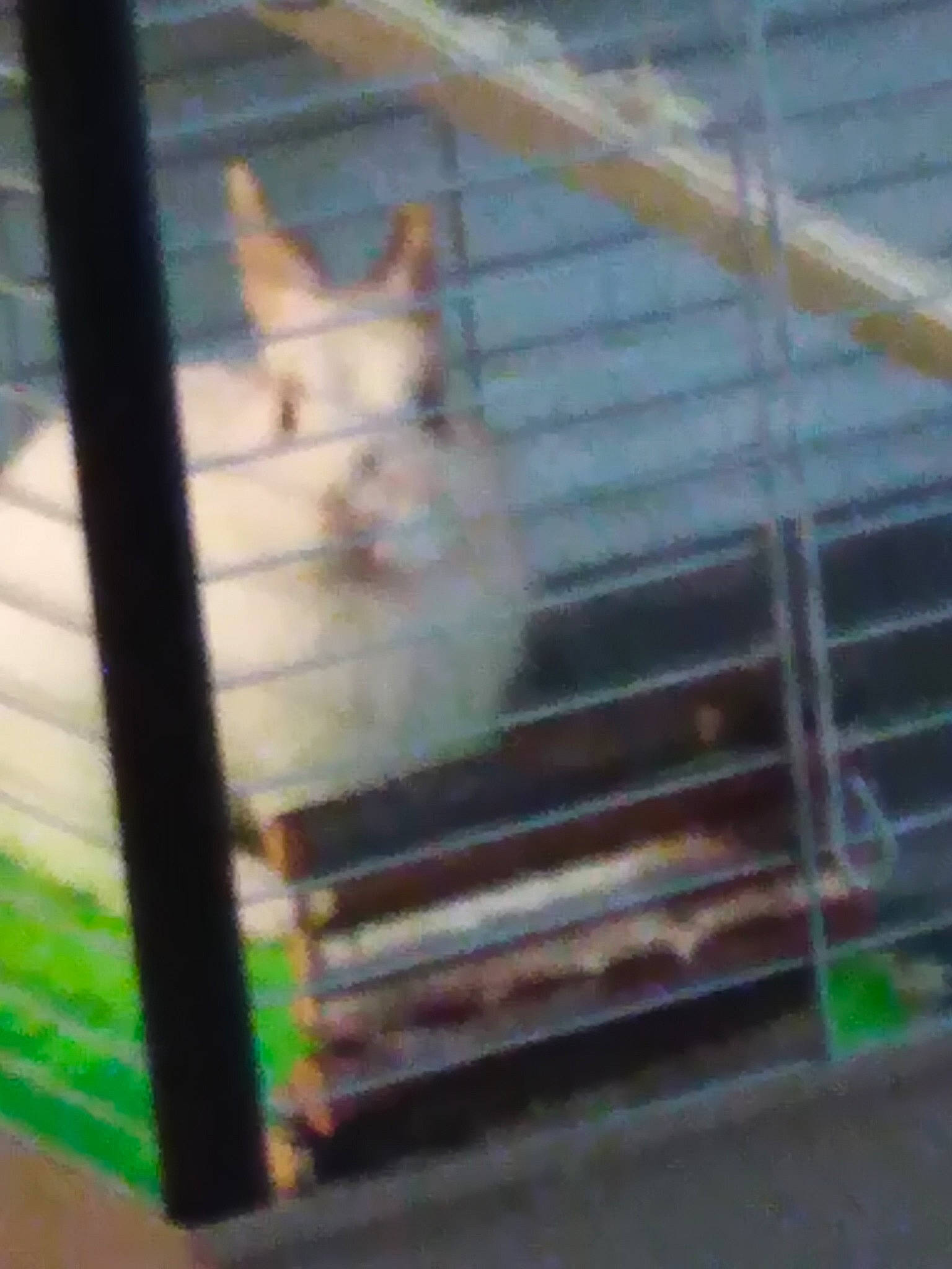 Pilou a rejoint le concours — aidez-le/la à gagner de superbes lots ! animal_shelter, cage, degu, gerbil, hamster, muridae, muroidea, pest, pet_supply, rat, rodent