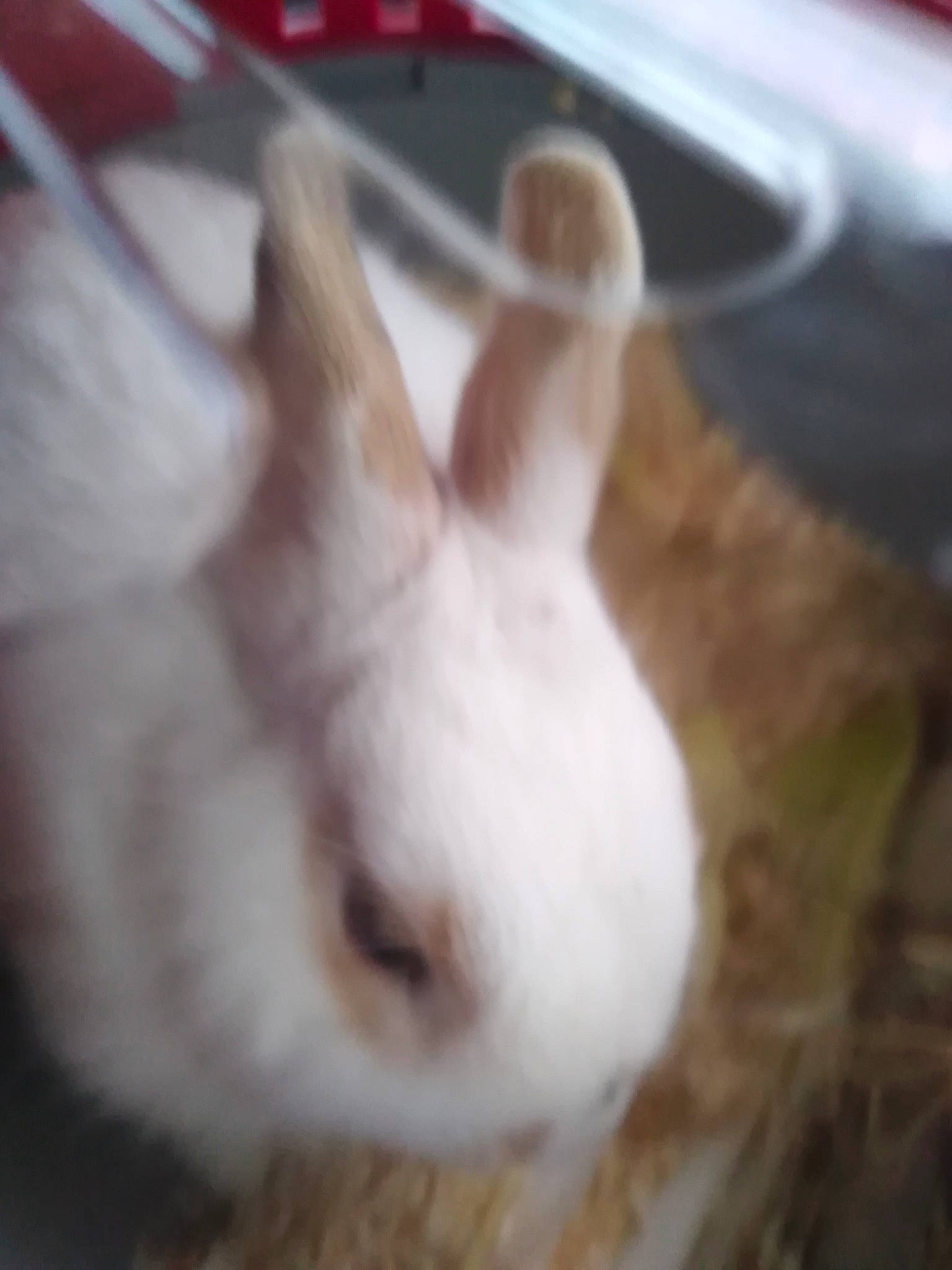 Pilou a rejoint le concours — aidez-le/la à gagner de superbes lots ! domestic_rabbit, ear, fawn, hare, rabbit, rabbits_and_hares, whiskers