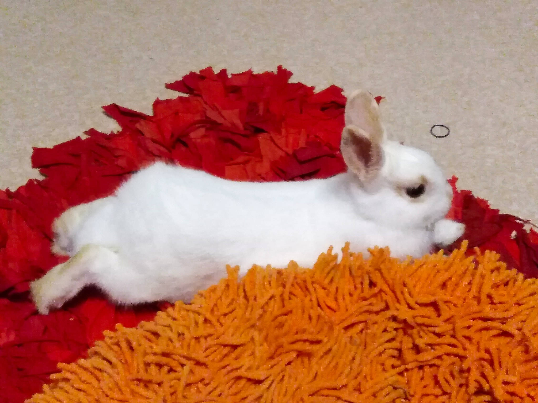 Pilou a rejoint le concours — aidez-le/la à gagner de superbes lots ! domestic_rabbit, rabbit, rabbits_and_hares, tail, whiskers