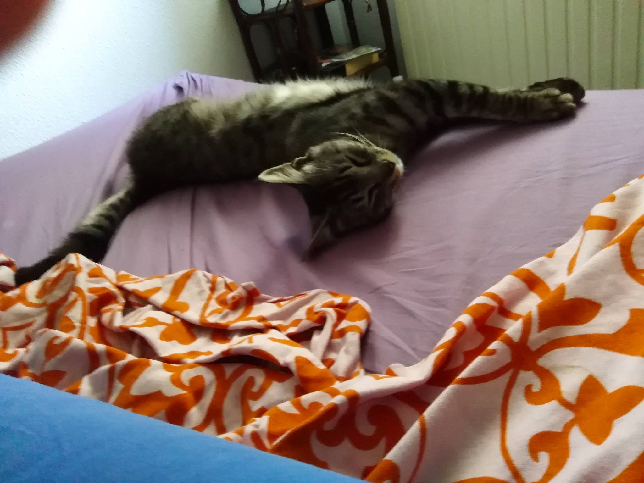 Picaseau participe au concours pour gagner de l'argent avec cette photo : bed, bed_sheet, bedding, bedroom, bengal, blanket, carnivore, cat, felidae, furniture, kitten, linens, orange, pillow, room, small_to_medium_sized_cats, textile