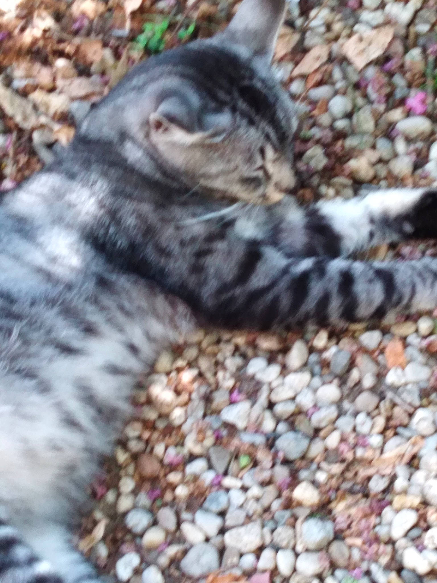 Picaseau participe au concours pour gagner de l'argent avec cette photo : asian, carnivore, cat, domestic_short_haired_cat, dragon_li, egyptian_mau, european_shorthair, felidae, kitten, small_to_medium_sized_cats, tabby_cat, whiskers