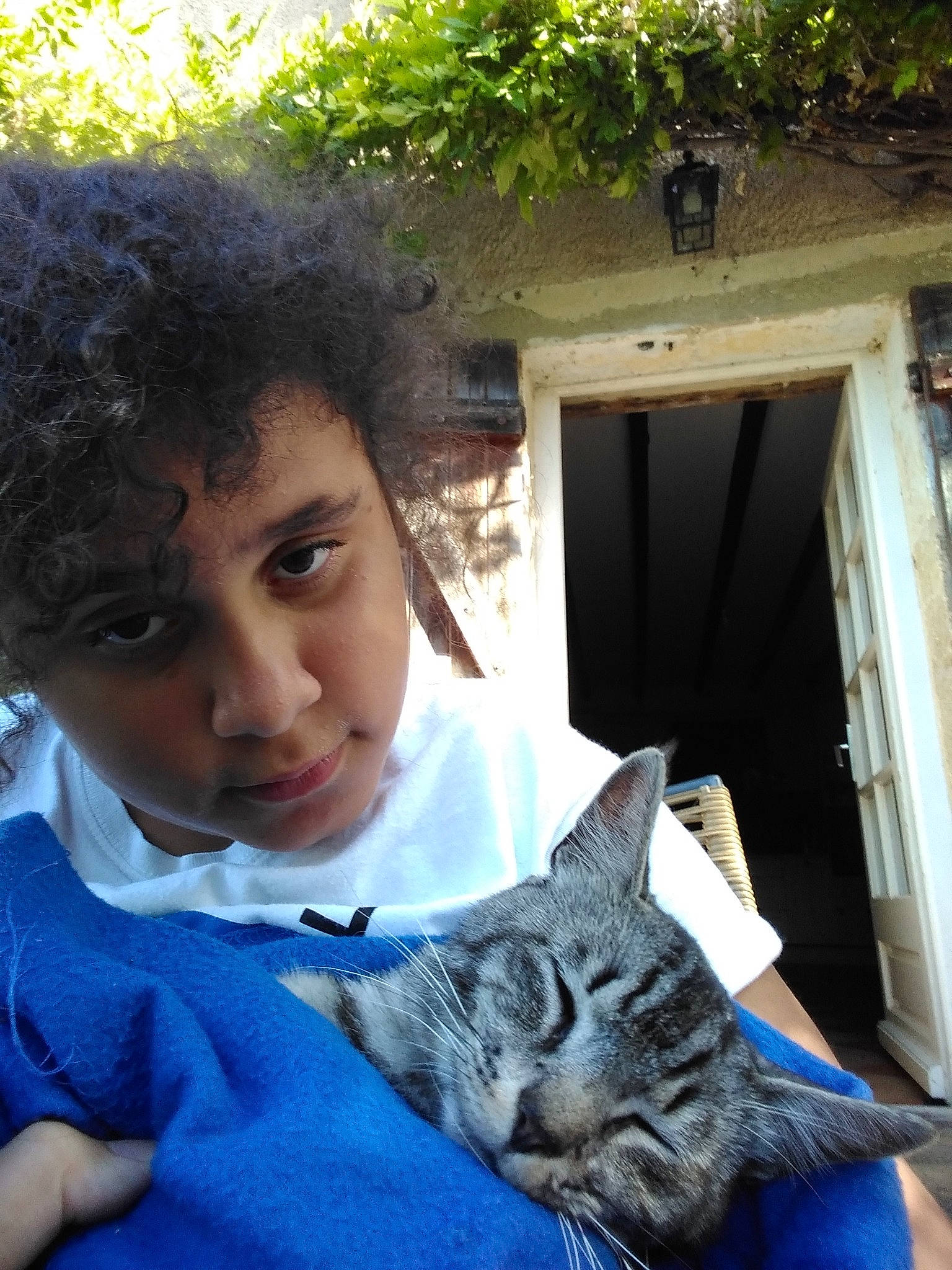 Picaseau participe au concours pour gagner de l'argent avec cette photo : asian, black_hair, blue, carnivore, cat, domestic_short_haired_cat, european_shorthair, eye, felidae, fur, german_rex, hair, pixie_bob, small_to_medium_sized_cats, tabby_cat, whiskers