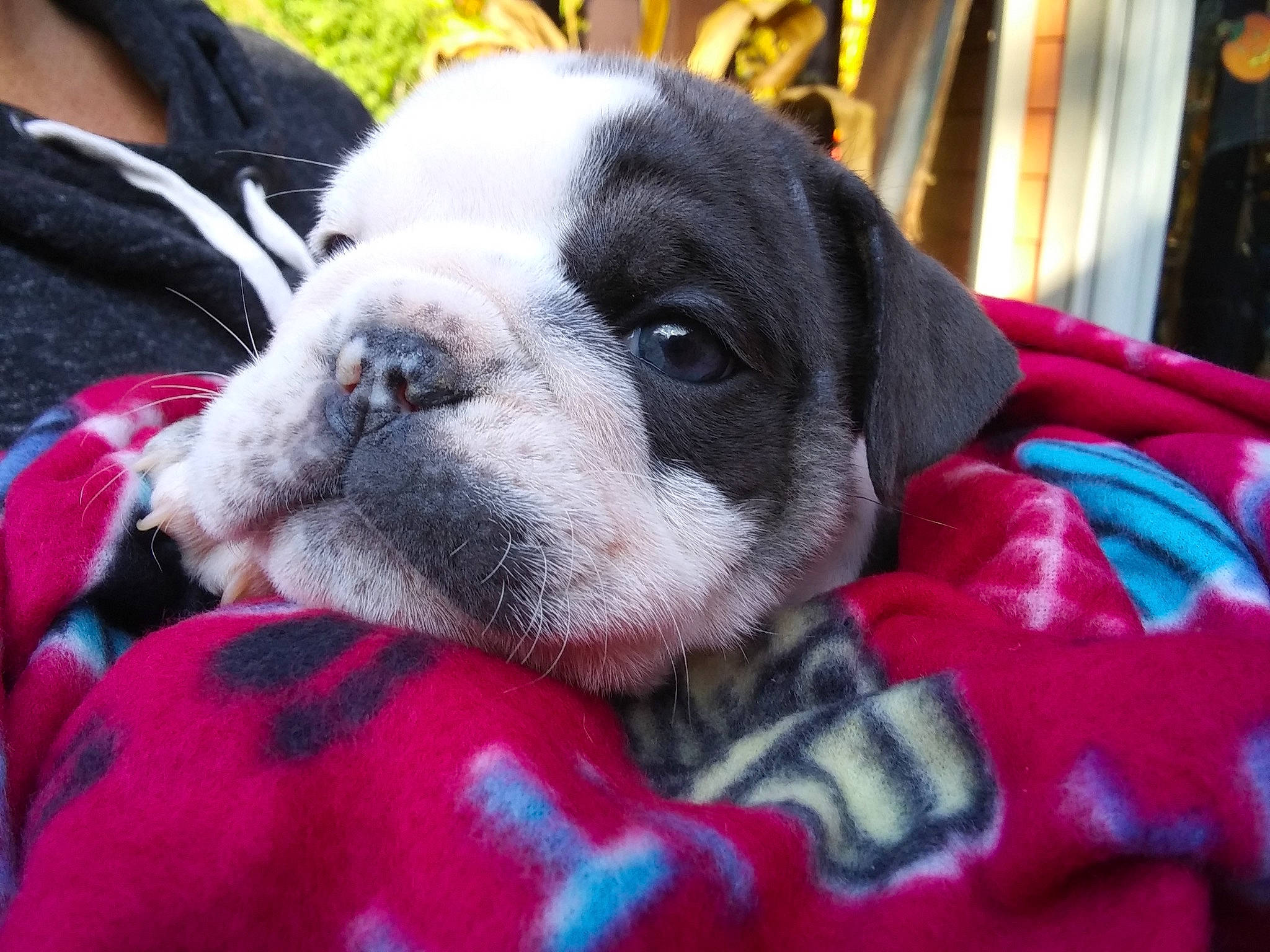 Lulu is registered to the contest to win money with this photo: canidae, carnivore, collar, comfort, companion_dog, dog, dog_breed, dog_collar, dog_supply, ear, eye, fawn, pattern, pet_supply, puppy_love, snout, sporting_group, toy_dog, whiskers, working_animal