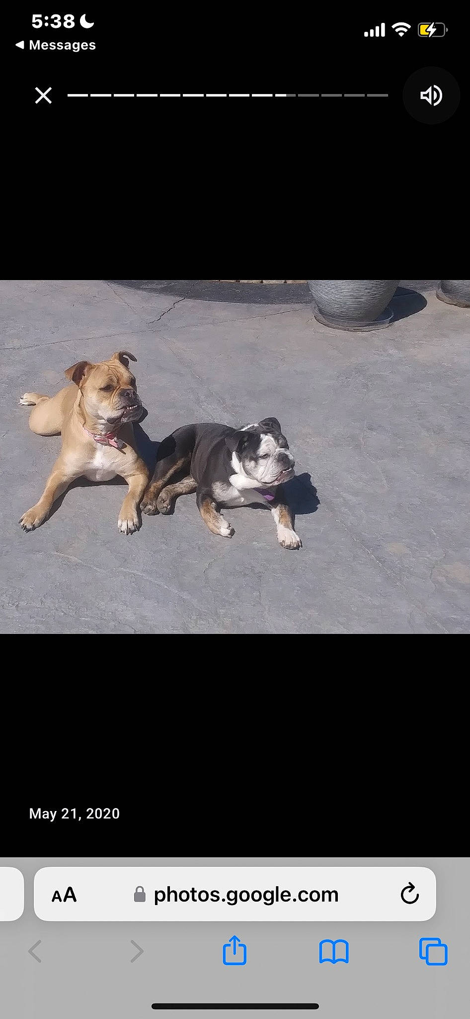 Lulu is registered to the contest to win money with this photo: bulldog, canidae, carnivore, companion_dog, darkness, dog, dog_breed, fawn, flash_photography, french_bulldog, grass, non_sporting_group, paw, pug, rectangle, shadow, sporting_group, still_life_photography, tail, toy_dog