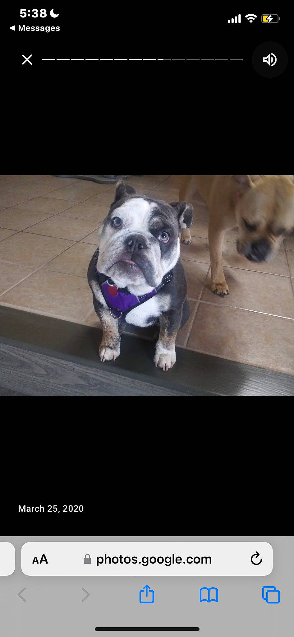 Lulu joined the competition — help win amazing prizes! canidae, carnivore, collar, companion_dog, couch, dog, dog_breed, dog_collar, fawn, floor, flooring, paw, photo_caption, plant, snout, table, tail, toy_dog, window, working_animal