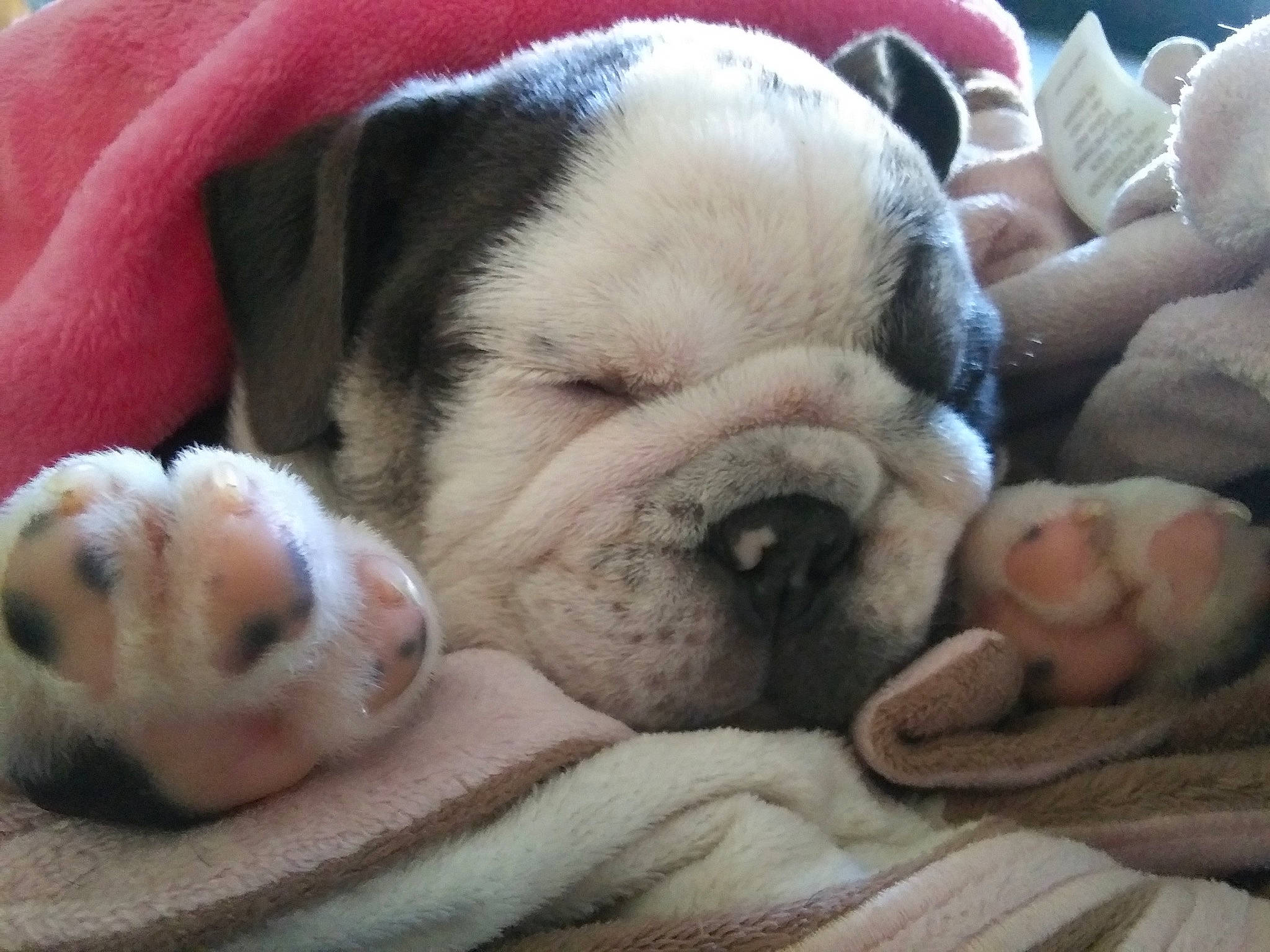 Lulu joined the competition — help win amazing prizes! bored, bulldog, carnivore, close_up, comfort, companion_dog, dog, dog_breed, ear, fawn, fur, mammal, puppy_love, snout, terrestrial_animal, toy_dog, vertebrate, whiskers, working_animal, wrinkle