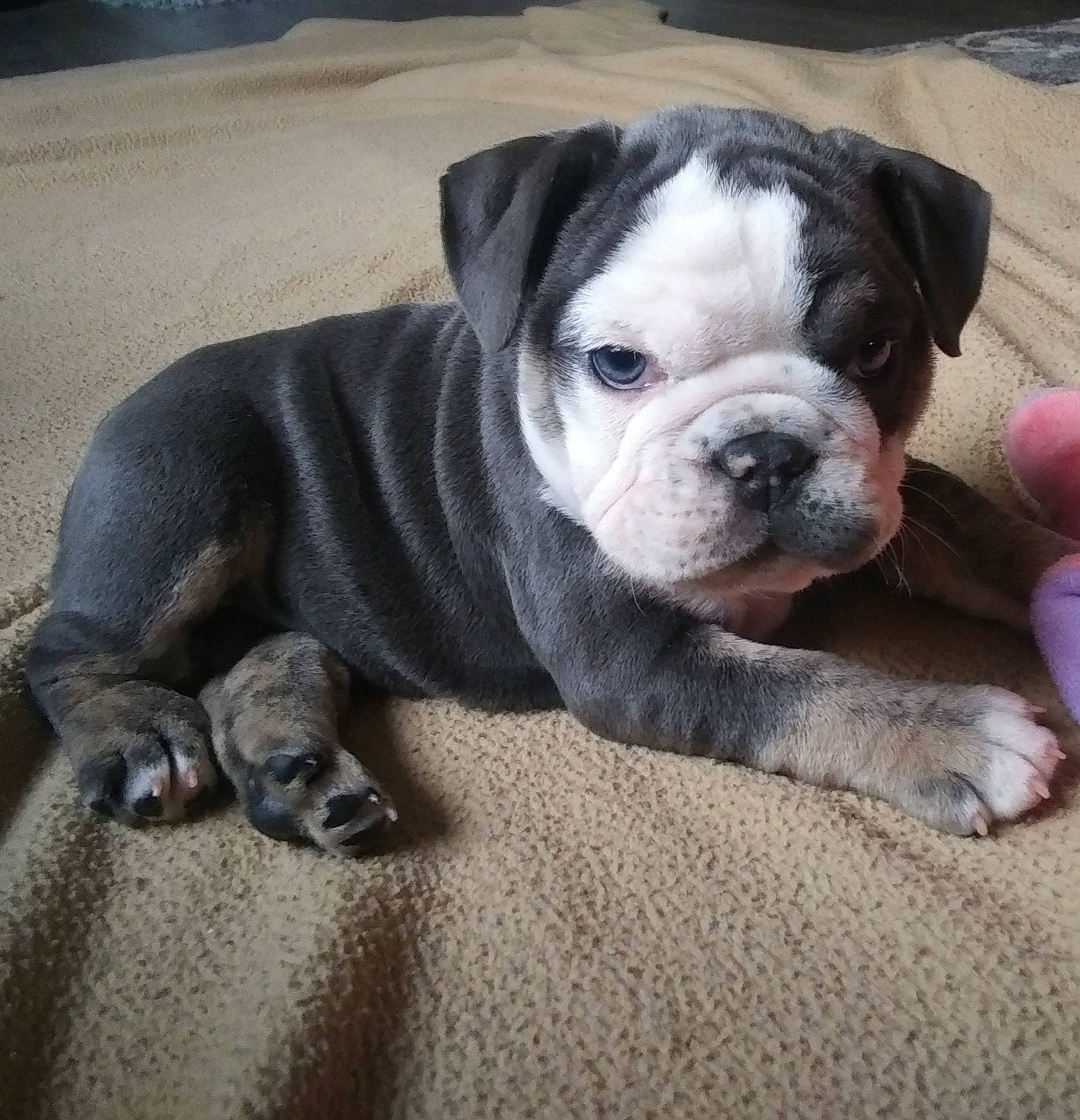 Lulu joined the competition — help win amazing prizes! bored, bulldog, canidae, carnivore, comfort, companion_dog, dog, dog_breed, fawn, french_bulldog, grey, molosser, puppy_love, snout, sporting_group, terrestrial_animal, toy_dog, whiskers, working_animal, wrinkle